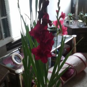 Meet your Posher, Fern